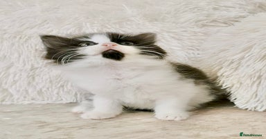 Mixed Breed cats ONE LEFT! Ragdoll X Maine Coon Kittens - Advert 2