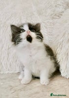 Mixed Breed cats ONE LEFT! Ragdoll X Maine Coon Kittens - Advert 13