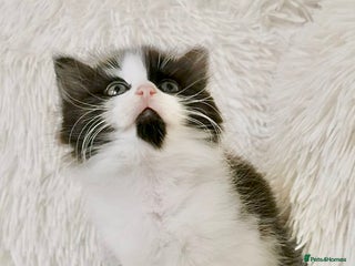 Mixed Breed cats ONE LEFT! Ragdoll X Maine Coon Kittens - Advert 6