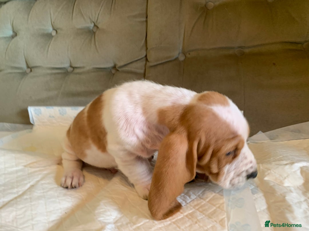 Basset Hound dogs for sale: Basset Hound Puppies - Image 25