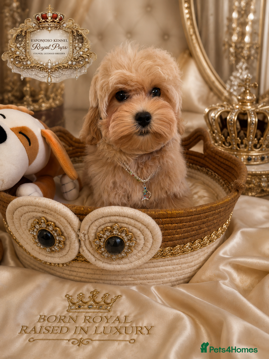 Maltipoo dogs 👑 Last Exquisite Esponjoso Royal maltipoo Boy 👑 - Advert 3