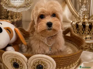 Maltipoo dogs 👑 Last Exquisite Esponjoso Royal maltipoo Boy 👑 - Advert 3