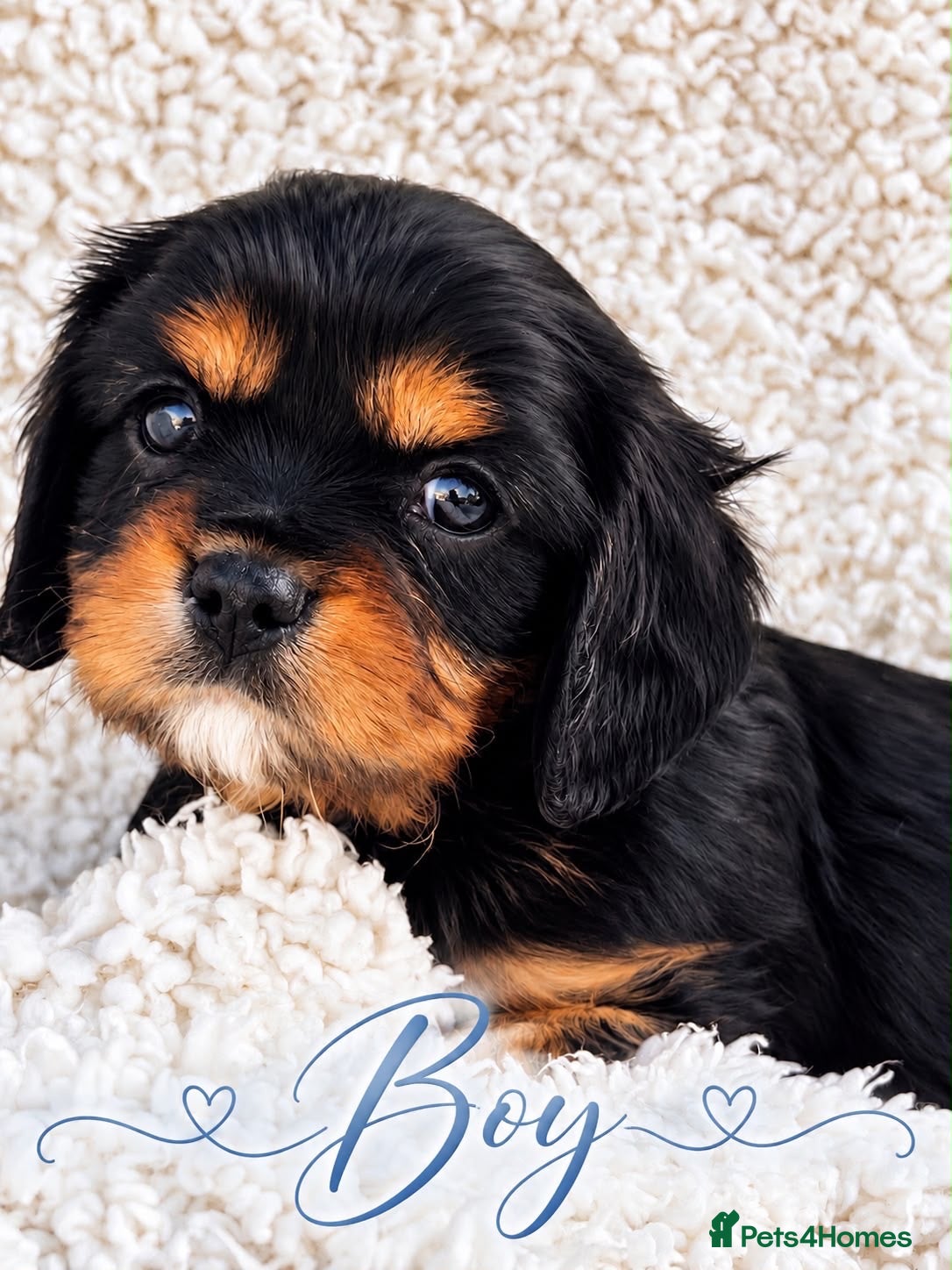 Cavalier King Charles Spaniel dogs ⭐️Gorgeous KC Chocolate Carrier Cavaliers⭐️ - Advert 2