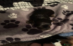 Yorkshire Terrier dogs for sale: Yorkshire terrier puppy  - Advert 12