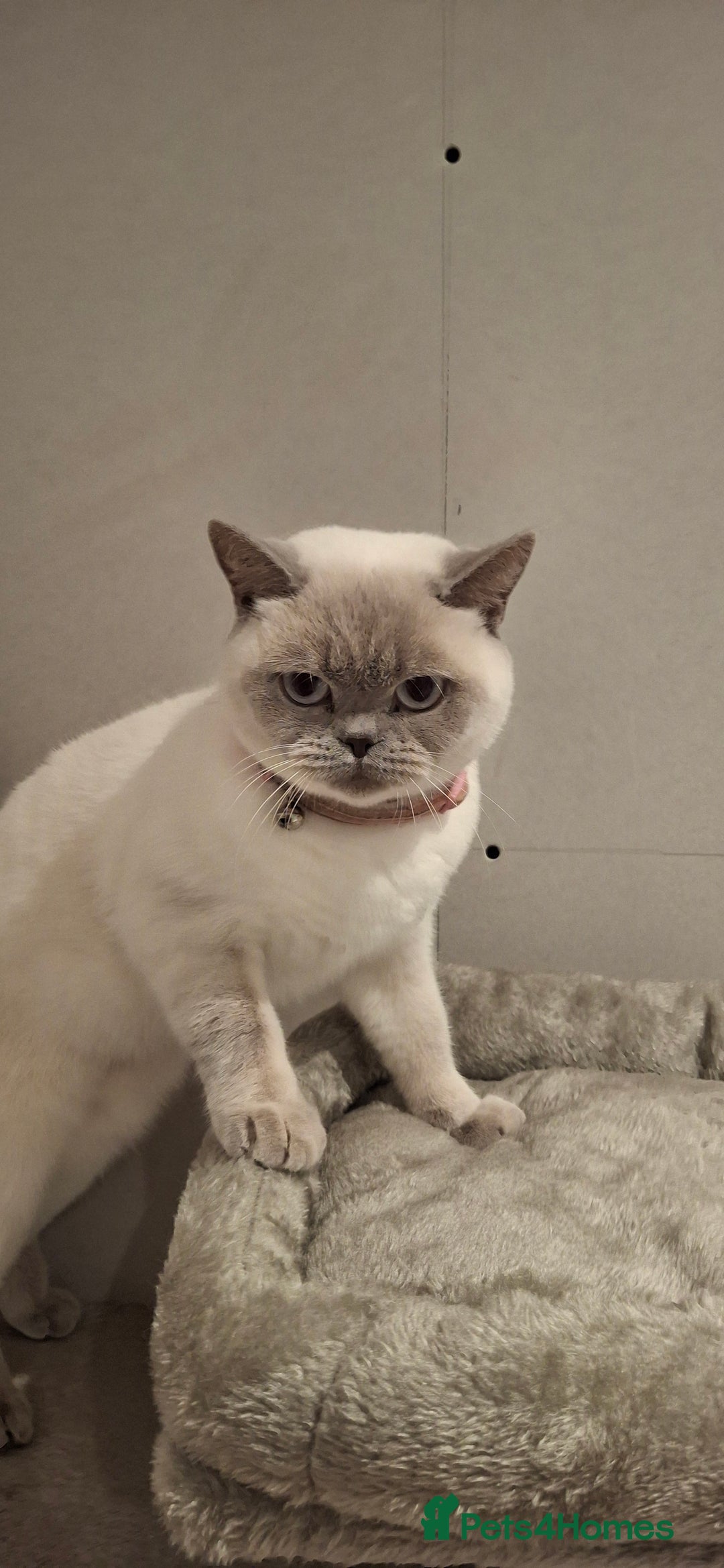 British Shorthair cats for sale: White,grey blue eyed british shorthair frmale  - Advert 10