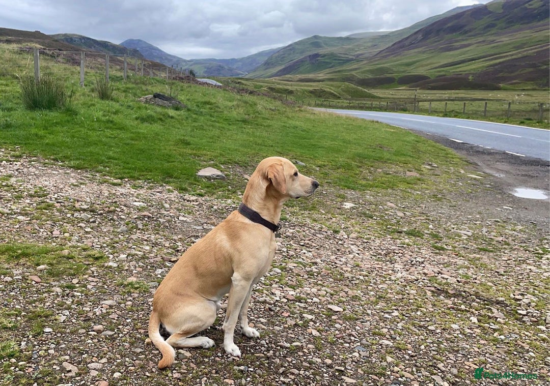Labrador Retriever dogs for stud: 🌟Stunning Stud Dog Marley – Excellent Nature🌟 - Image 11