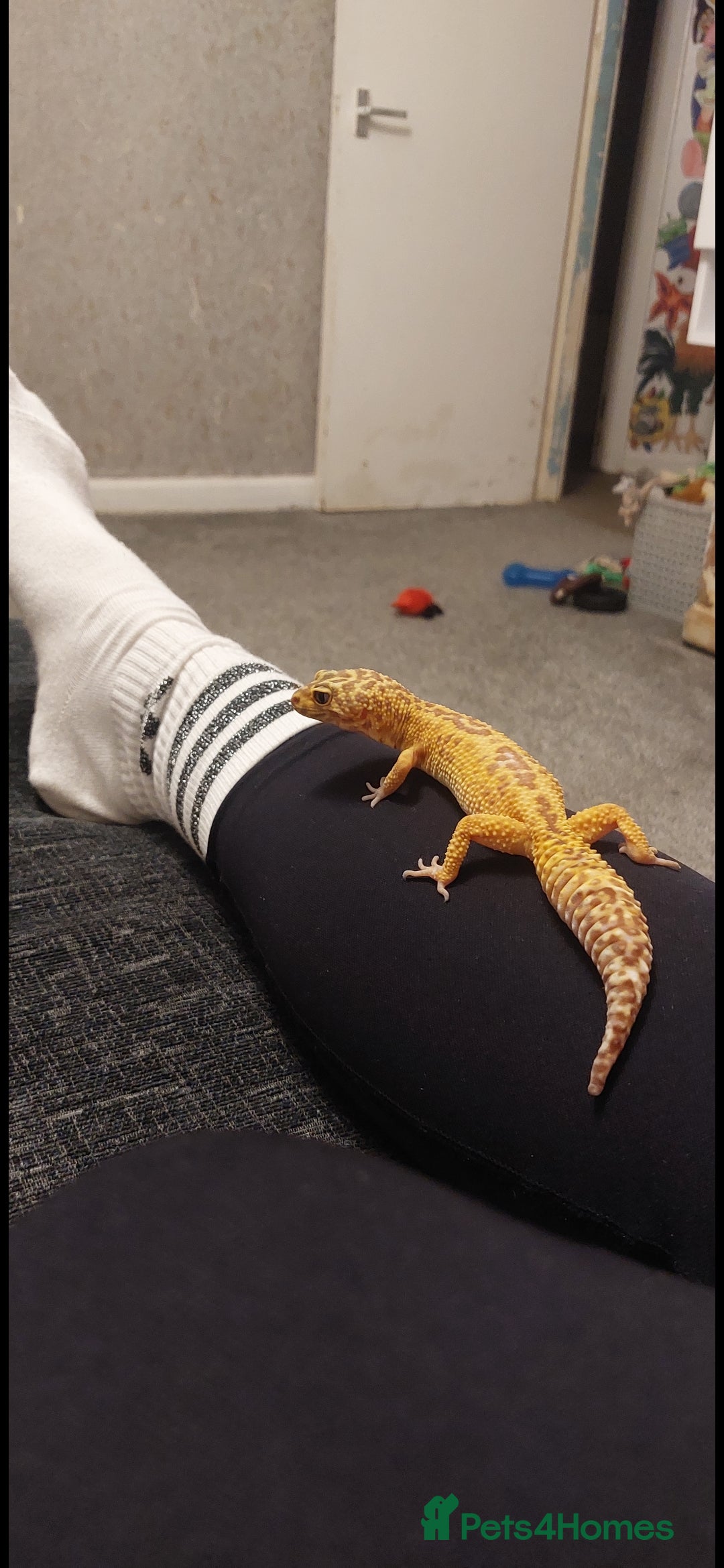 Leopard Gecko reptiles for sale: Female leopard gecko  - Image 4