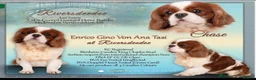 Cavalier King Charles Spaniel dogs for sale: StunningPuppiesChampBloodline–HealthTestedParent - Advert 3