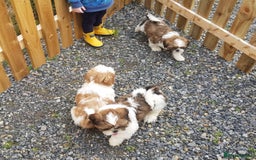 Shih Tzu dogs for sale: ✨ Adorable Shih Tzu Puppies – 1 Boy & 2 Girls 💖 - Image 5
