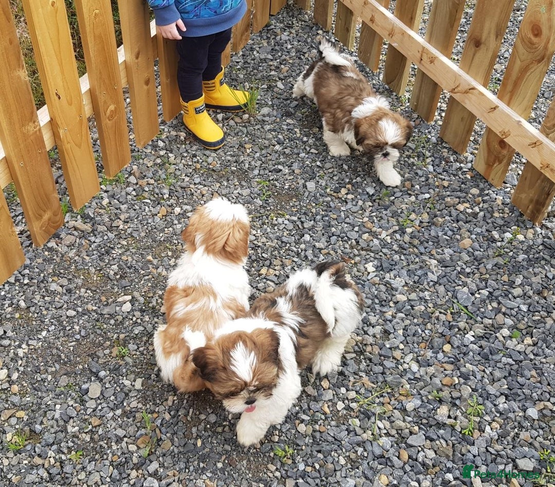Shih Tzu dogs for sale: ✨ Adorable Shih Tzu Puppies – 1 Boy & 2 Girls 💖 - Image 5