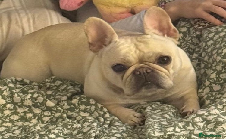 French Bulldog dogs - Advert 2