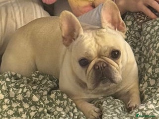 French Bulldog dogs for sale - Advert 1
