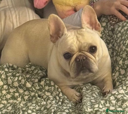 French Bulldog dogs - Advert 2