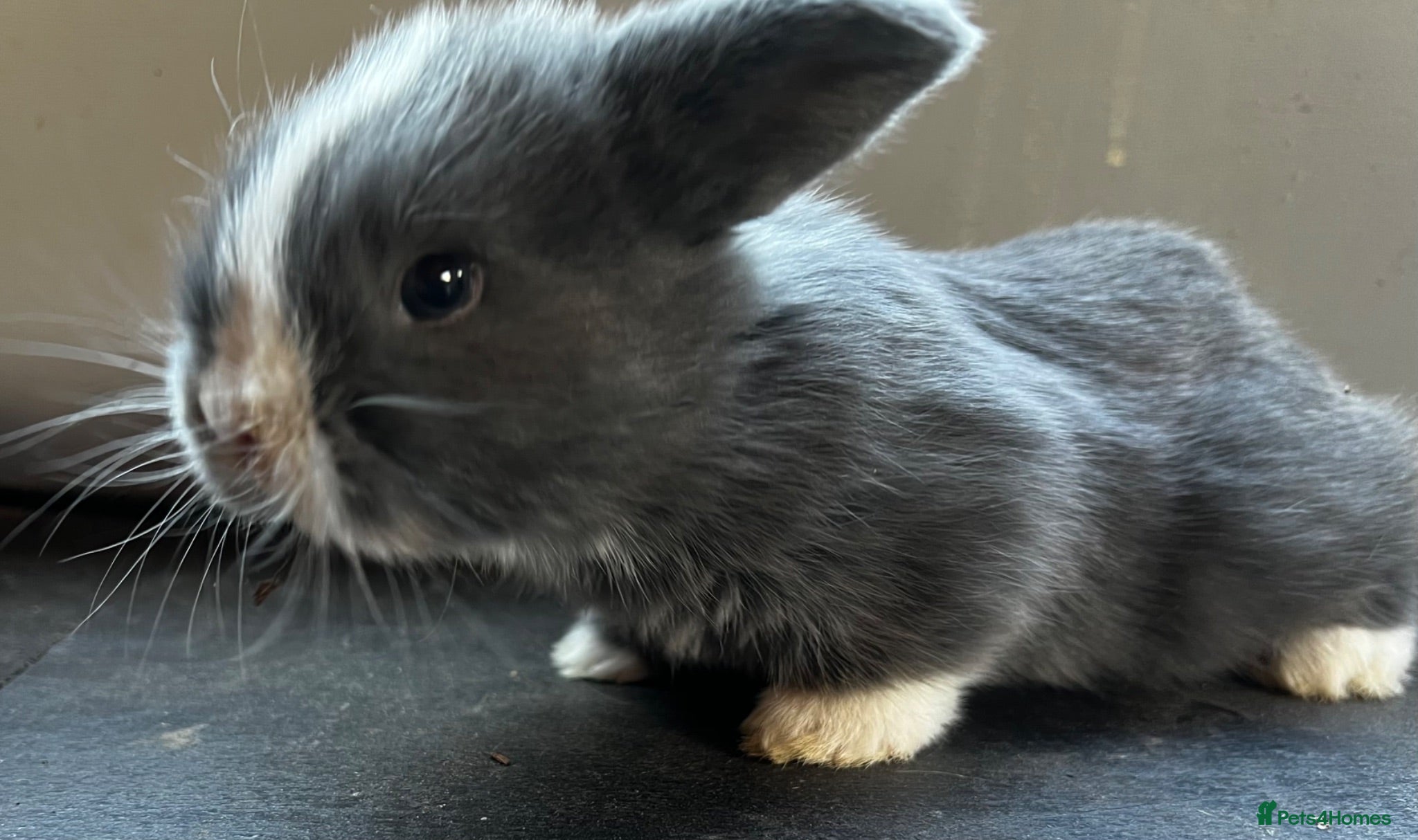 Mini Lop rabbits Pure Bred Mini Lop Bunnies in London   - Advert 1