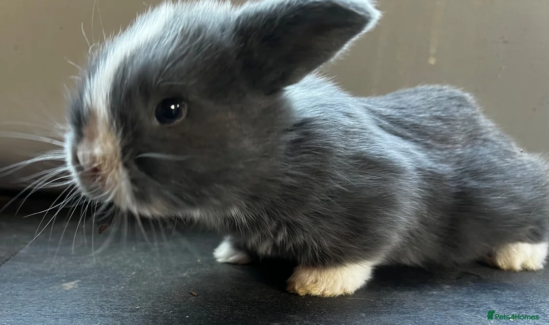 Mini Lop rabbits for sale: PureBred MiniLop Bunnies in London   - Advert 1