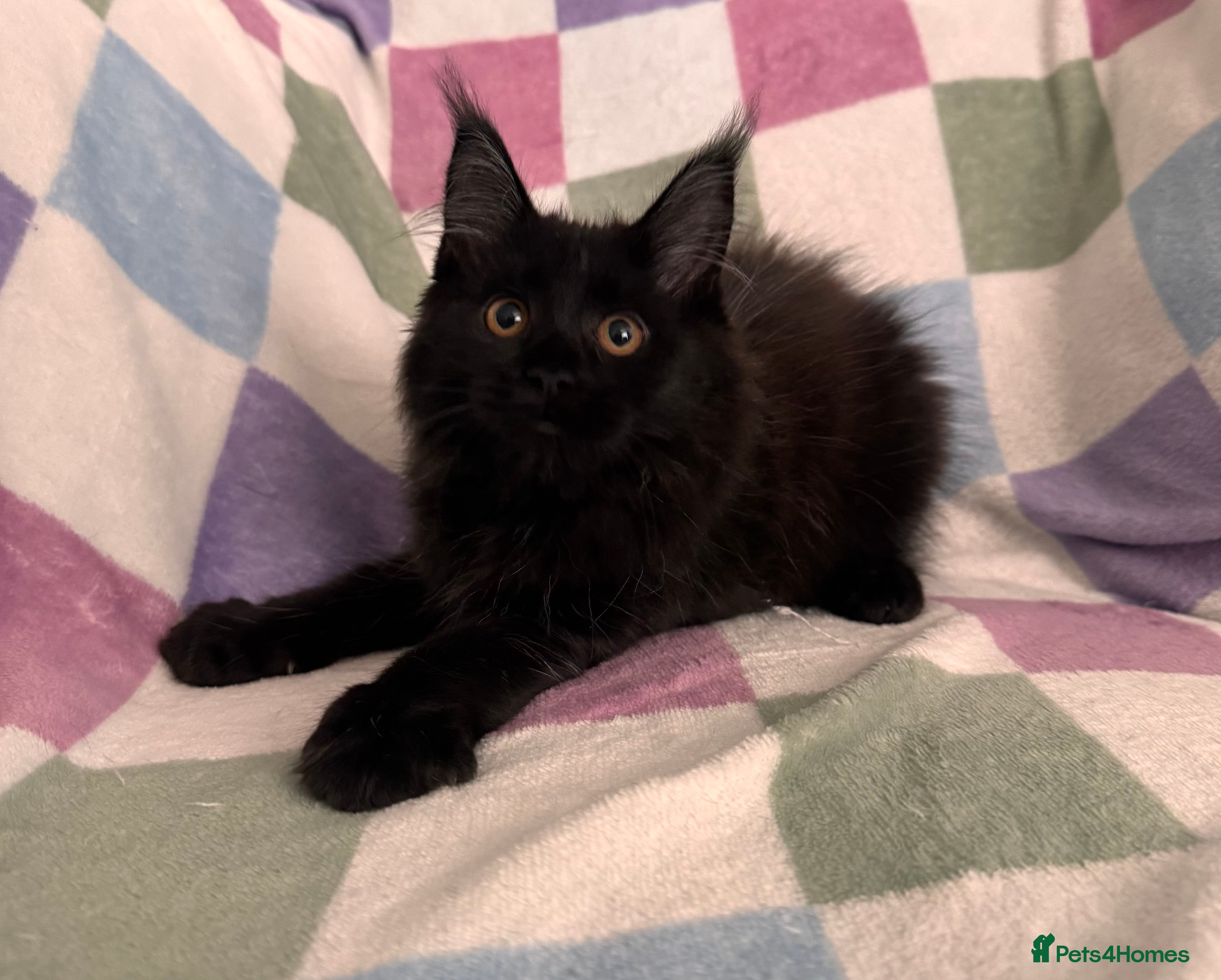 Maine Coon cats STUNNING TICA REG DNA HEALTH TESTED KITTENS  - Advert 2