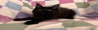 JUNO