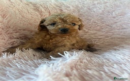 Toy Poodle dogs for sale: Beautiful Toy Poodles  - Image 7