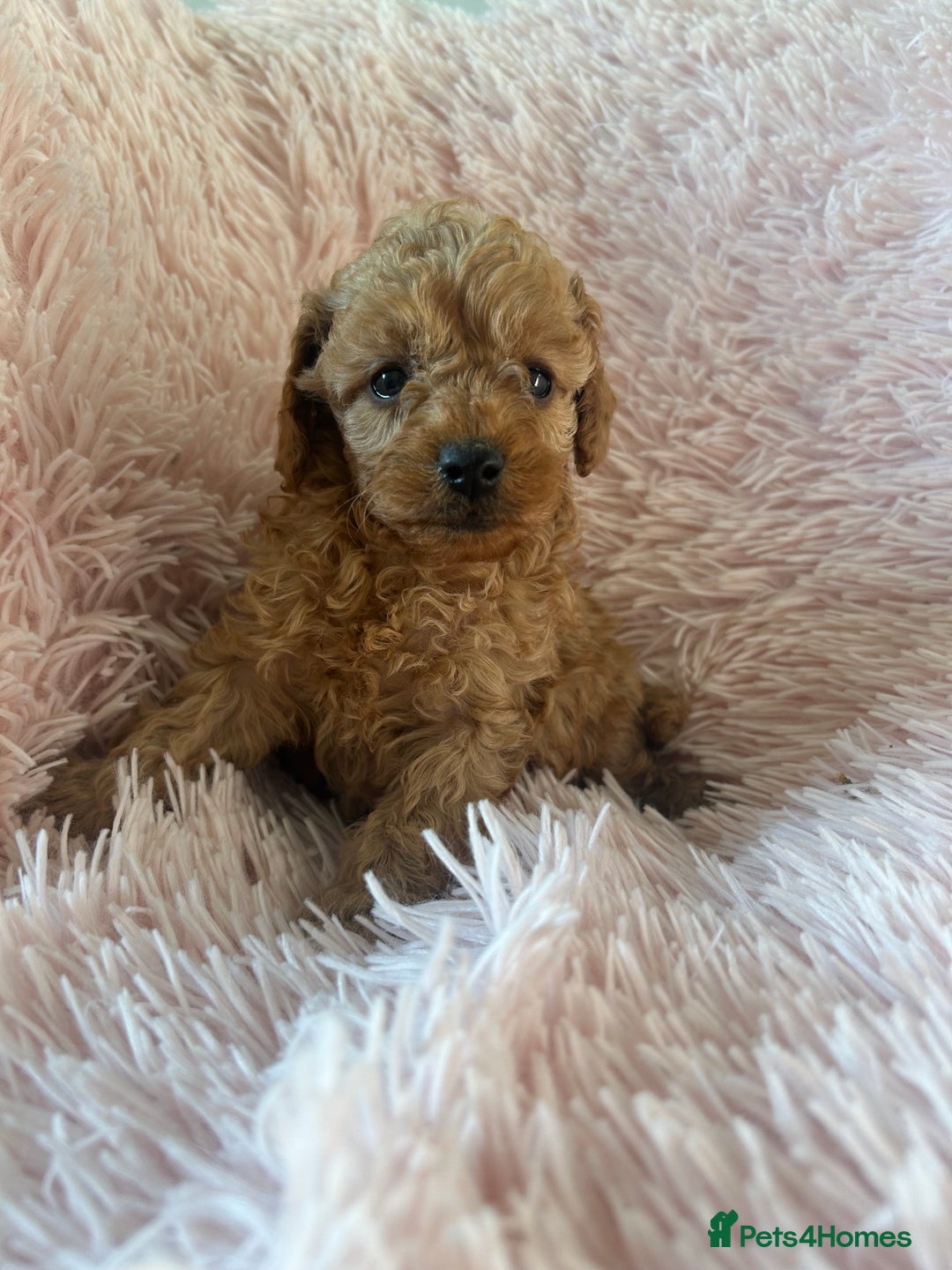Toy Poodle dogs for sale: Beautiful Toy Poodles  - Image 7