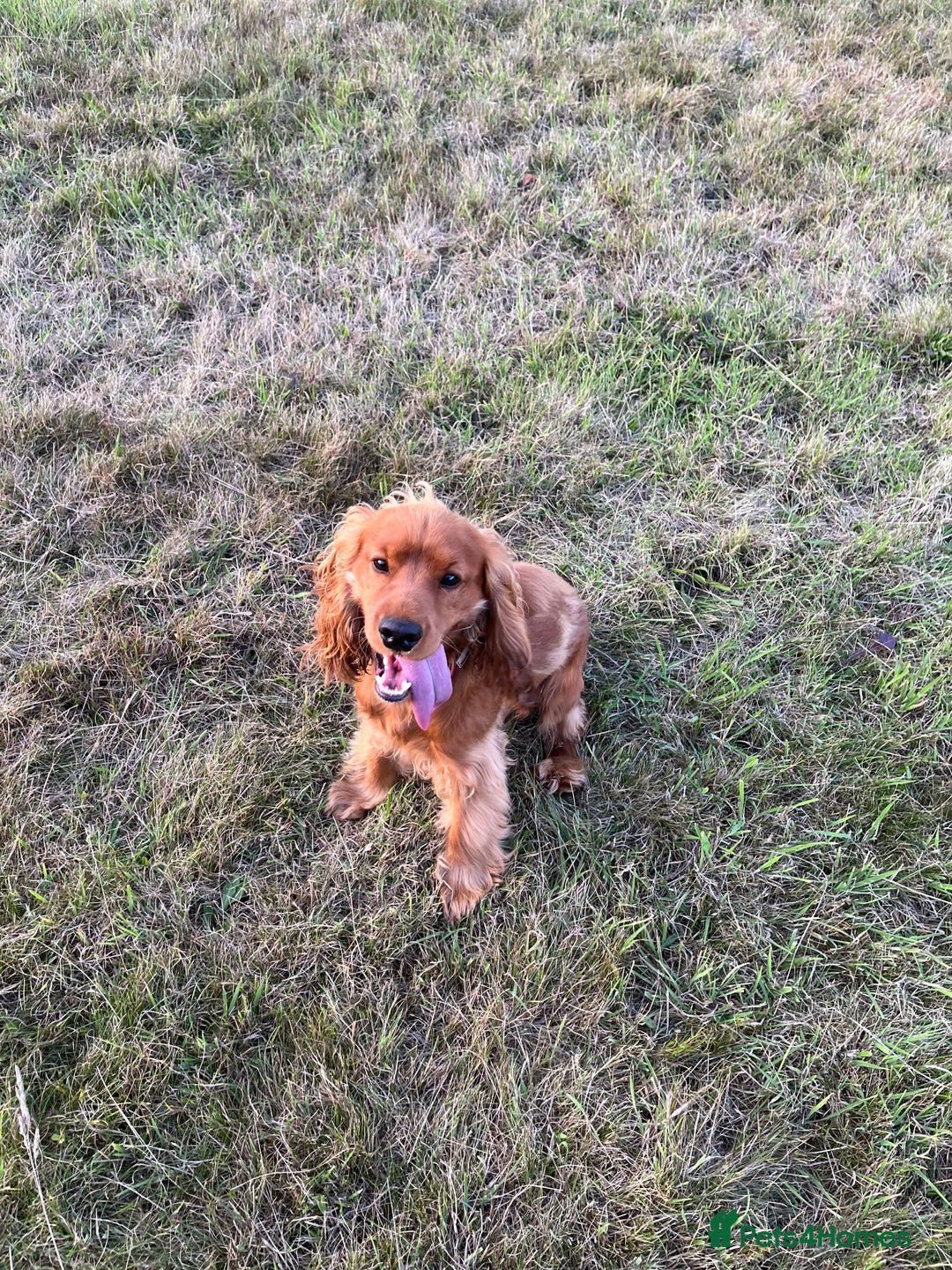Cocker Spaniel dogs for sale: 1 year old male for sale - Advert 3
