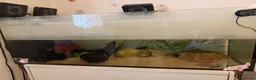 Axolotl reptiles for sale: 3 Axolotls (males)  in Ware - Advert 3