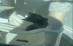 Ragdoll cats for sale: Ragdoll X Kittens for Loving Forever Homes - Image 33