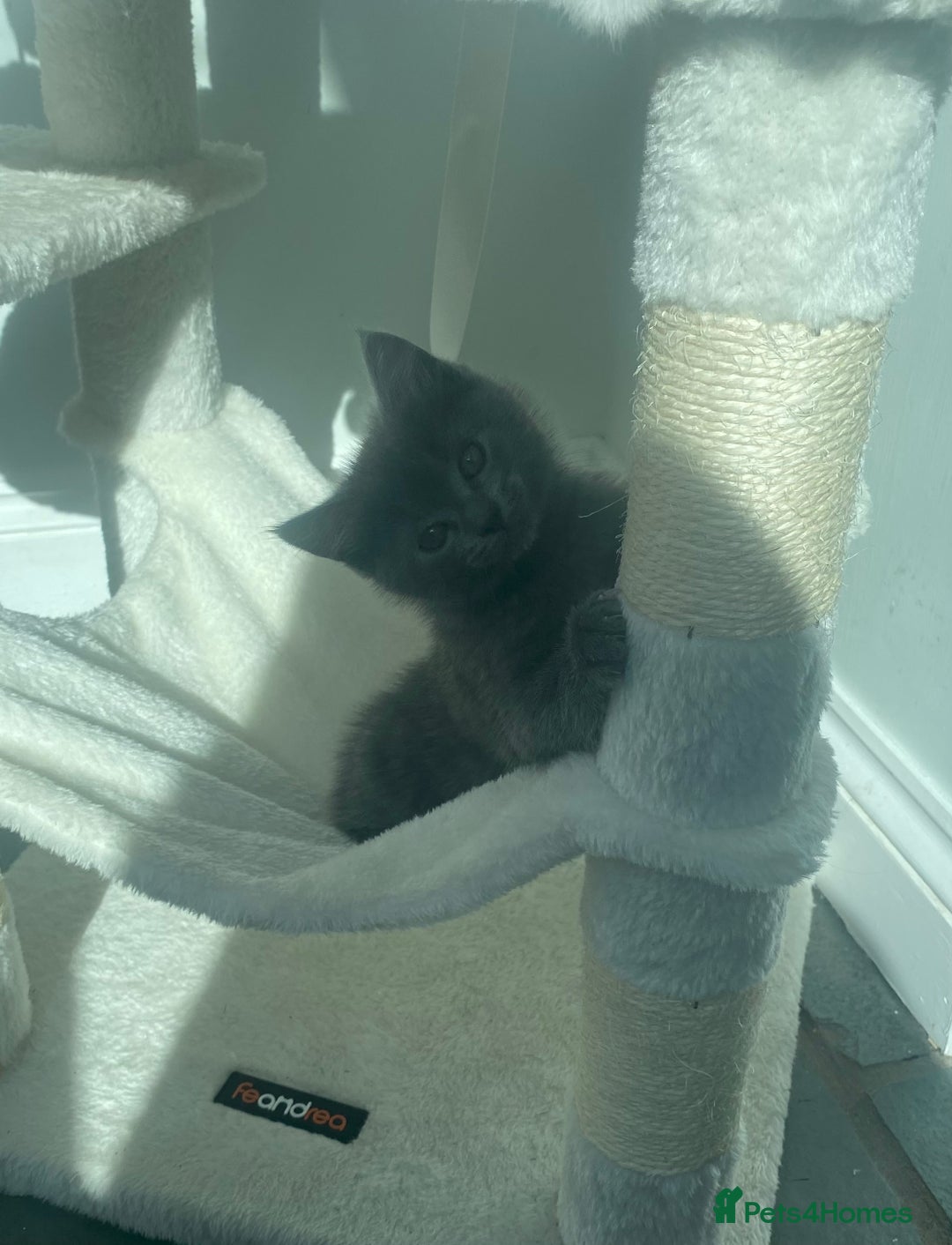 Ragdoll cats for sale: Ragdoll X Kittens for Loving Forever Homes - Image 33