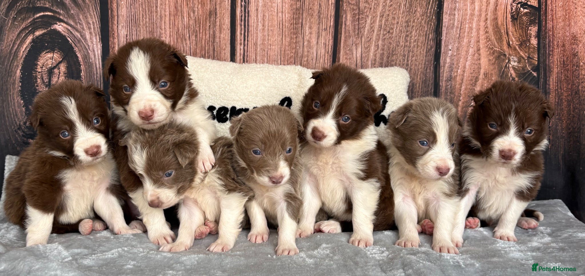 Border Collie dogs Beautiful Lilac & R/W Border Collie Puppies 🐶 - Advert 1