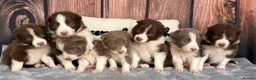 Border Collie dogs for sale: Beautiful Lilac & R/W Border Collie Puppies 🐶 - Advert 1