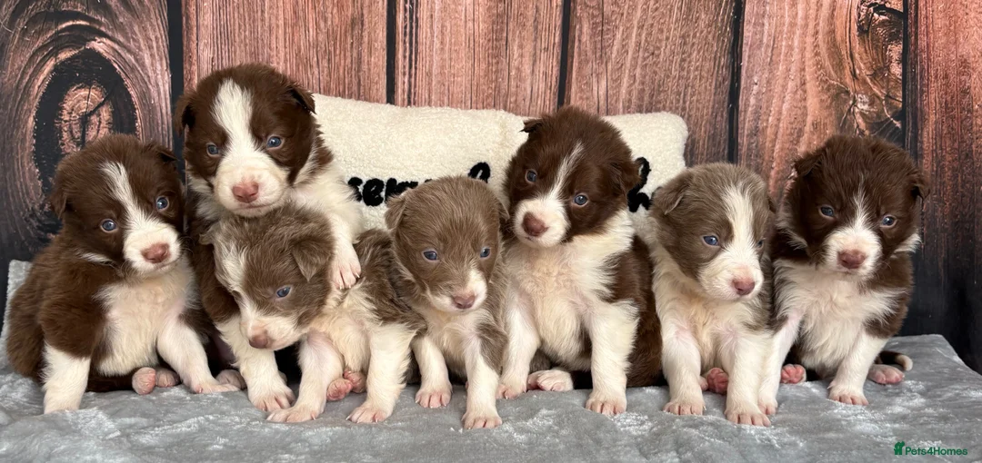 Border Collie dogs for sale: Beautiful Lilac & R/W Border Collie Puppies 🐶 - Advert 1