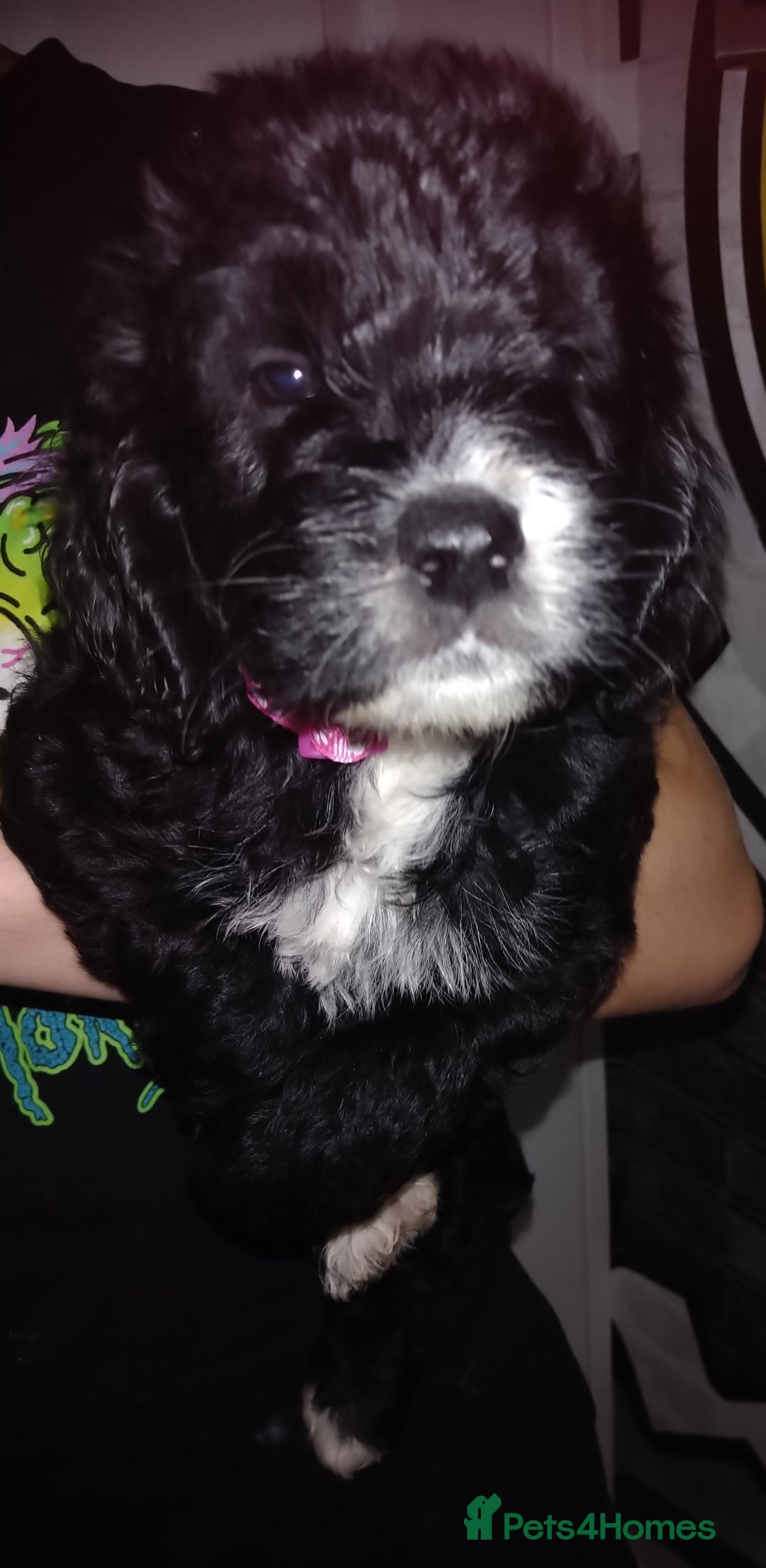 Cockapoo dogs for sale: cockerpoo  - Image 14