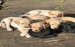 Mixed Breed dogs for sale: 3/4 Labrador 1/4 German wire hair pointer  - Image 22