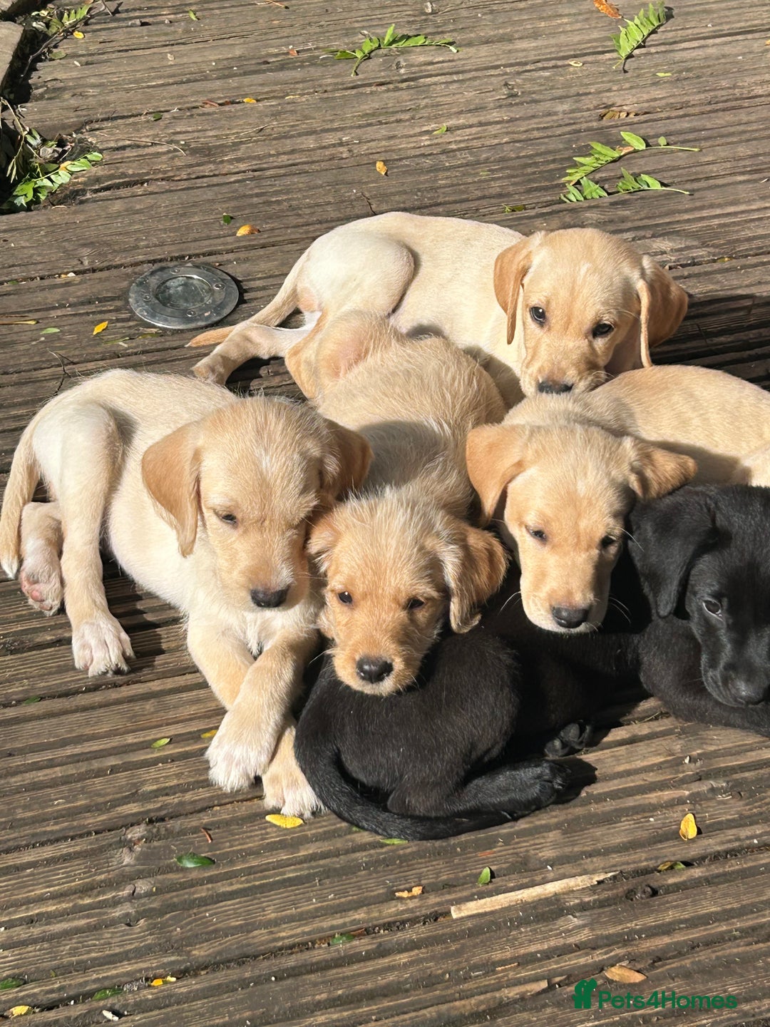 Mixed Breed dogs for sale: 3/4 Labrador 1/4 German wire hair pointer  - Image 22