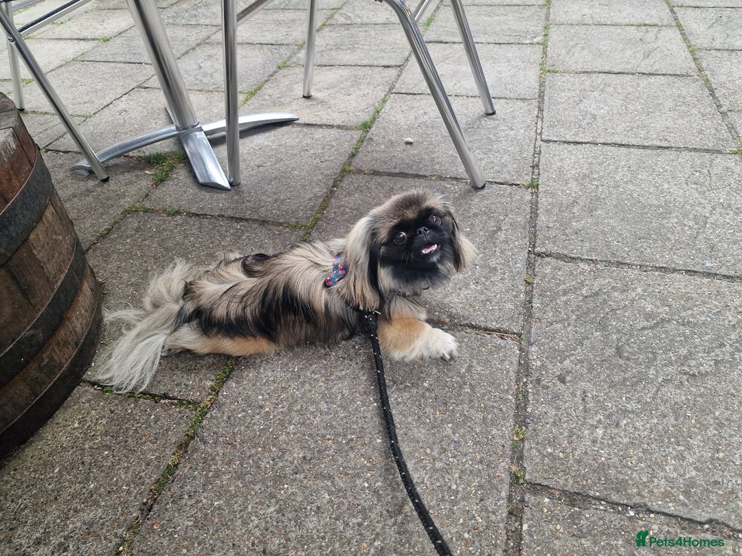Pekingese dogs for sale: Sleeve Pekingese  - Advert 8