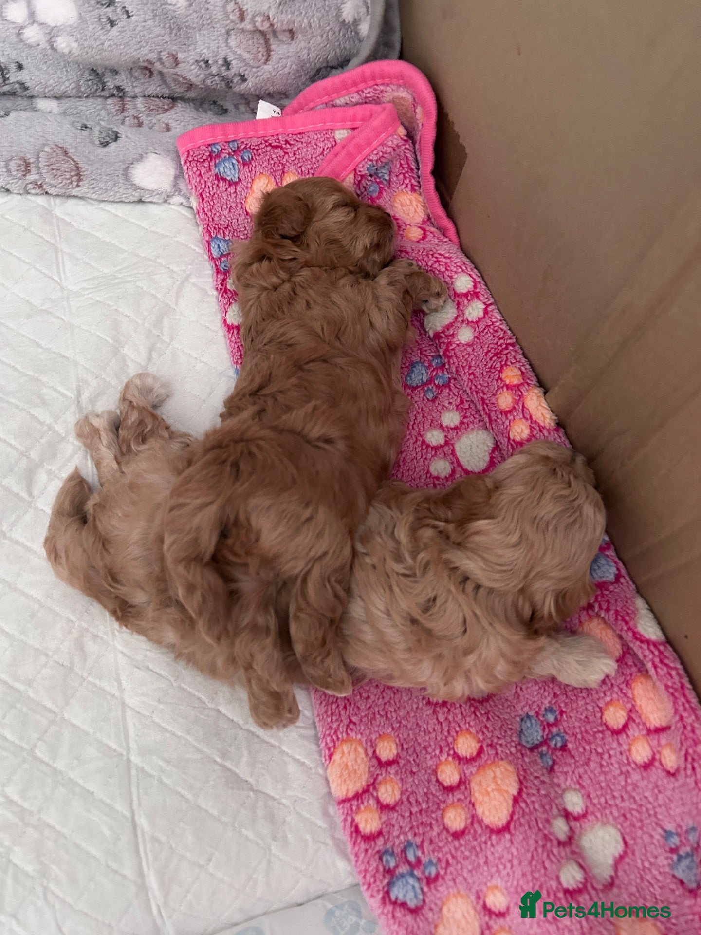 Maltipoo dogs Beautiful  Maltipoo puppies 🥰 - Advert 7