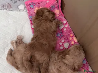 Maltipoo dogs Beautiful Maltipoo puppies F1B 🥰 - Advert 12