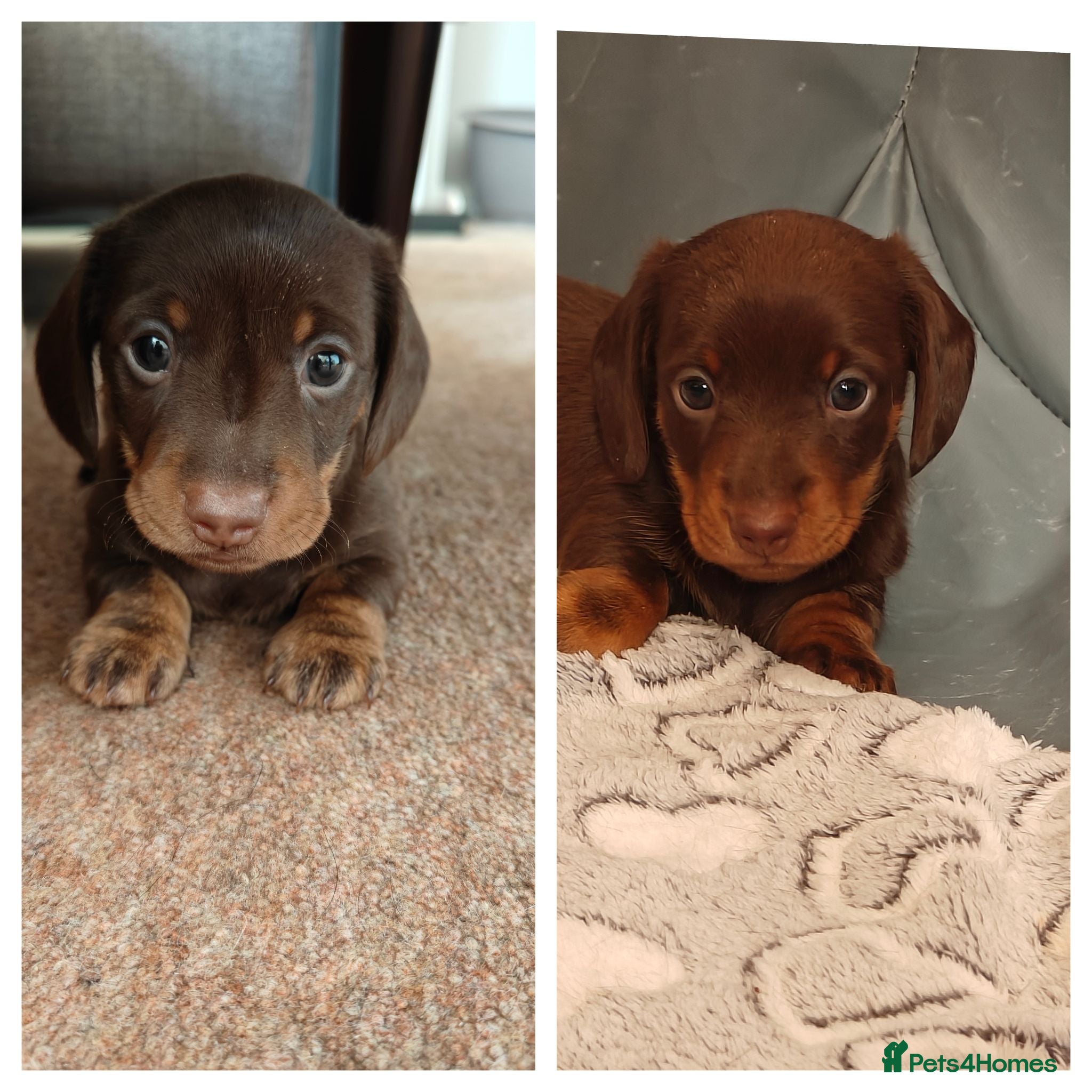 Miniature Dachshund dogs Two chocolate males - Advert 3