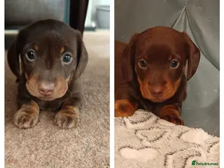 Miniature Dachshund dogs Two chocolate males - Advert 6