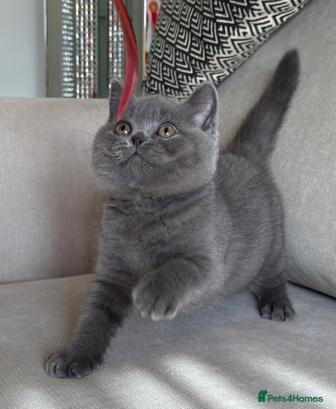 British Shorthair cats for sale: Beautiful BSH  - Image 4