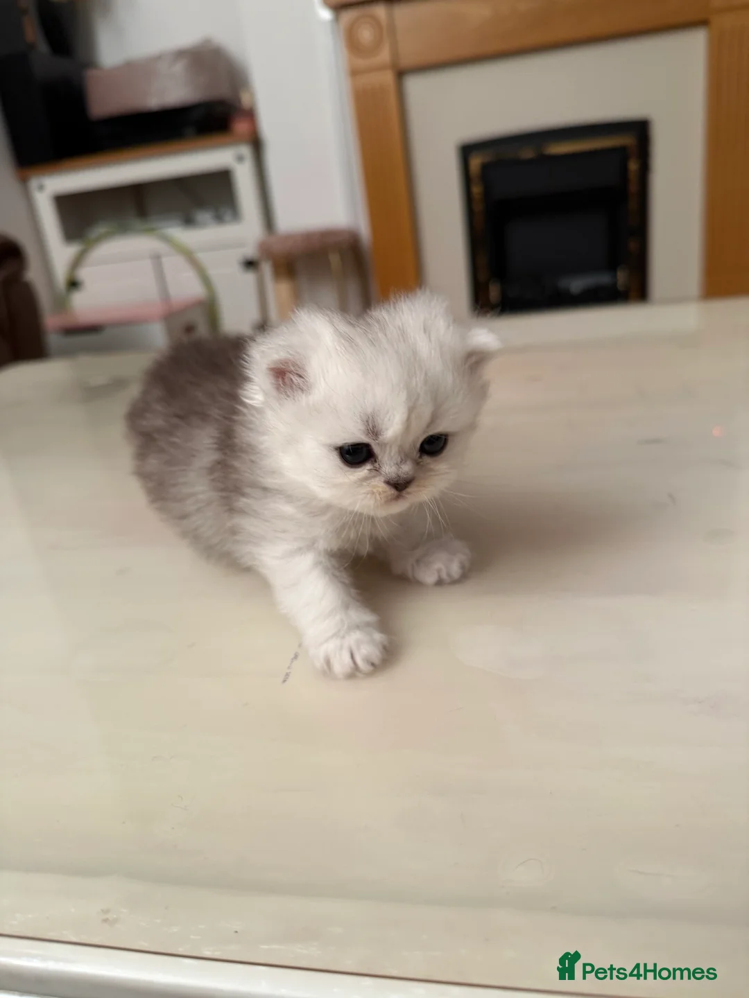 Persian cats for sale: 2 female 1 male chinchilla Persian kittens - Advert 2