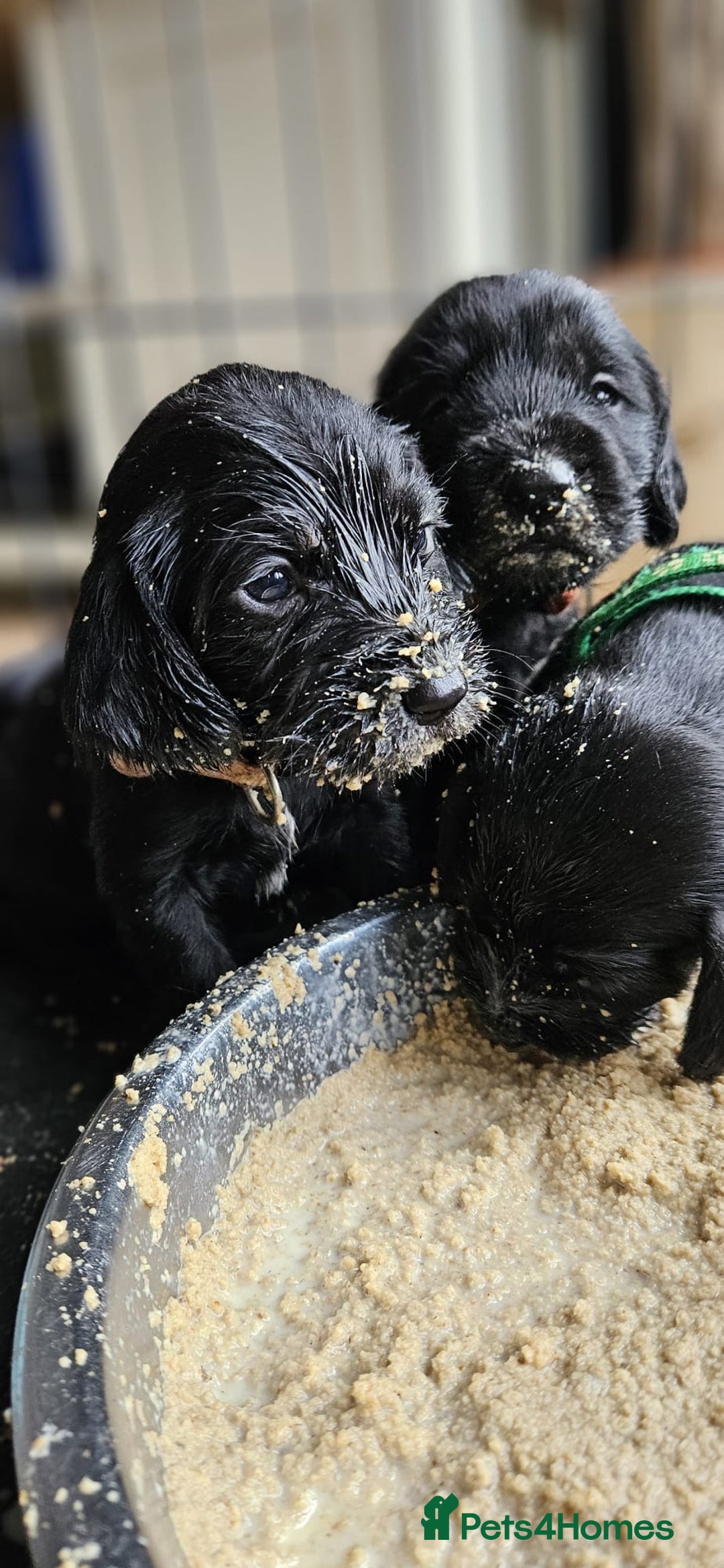 Mixed Breed dogs for sale: Doodle puppies for sale  - Advert 6