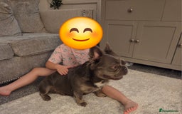 French Bulldog dogs for sale: Fluffy frenchy for rehoming - Image 3