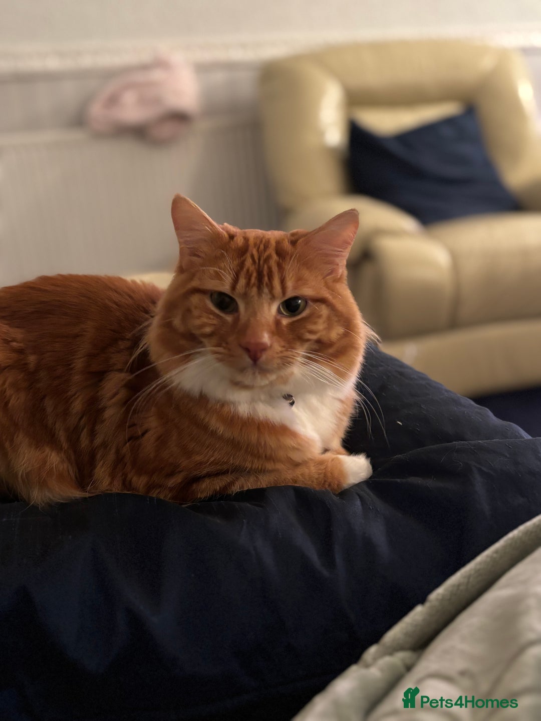 Domestic Shorthair cats for sale: Ginger male cat - Advert 2