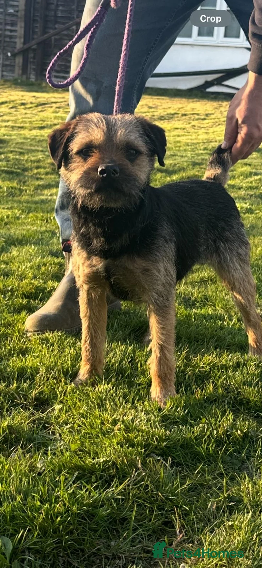 Border Terrier dogs for stud: Border terrier for stud  - Advert 5