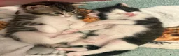 Mixed Breed cats for sale: Two litters of two cats in Coventry - Advert 12