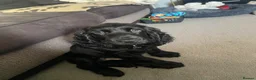 Cocker Spaniel dogs for stud: For Stud - Show Cocker Spaniel in Newcastle upon Tyne - Advert 4