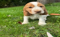 Cocker Spaniel dogs for sale: 100% SHOW TYPE HEALTH TESTED COCKERSPANIELS - Image 4