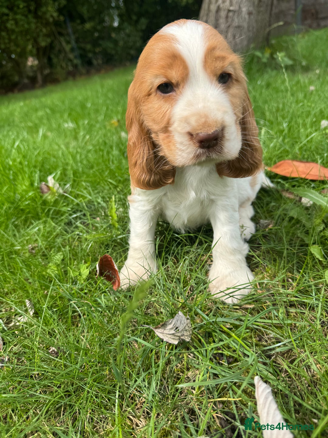 Cocker Spaniel dogs for sale: 100% SHOW TYPE HEALTH TESTED COCKERSPANIELS - Image 4