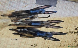 Belgian Shepherd Dog dogs for sale: Full belgium malinois puppies - Image 2