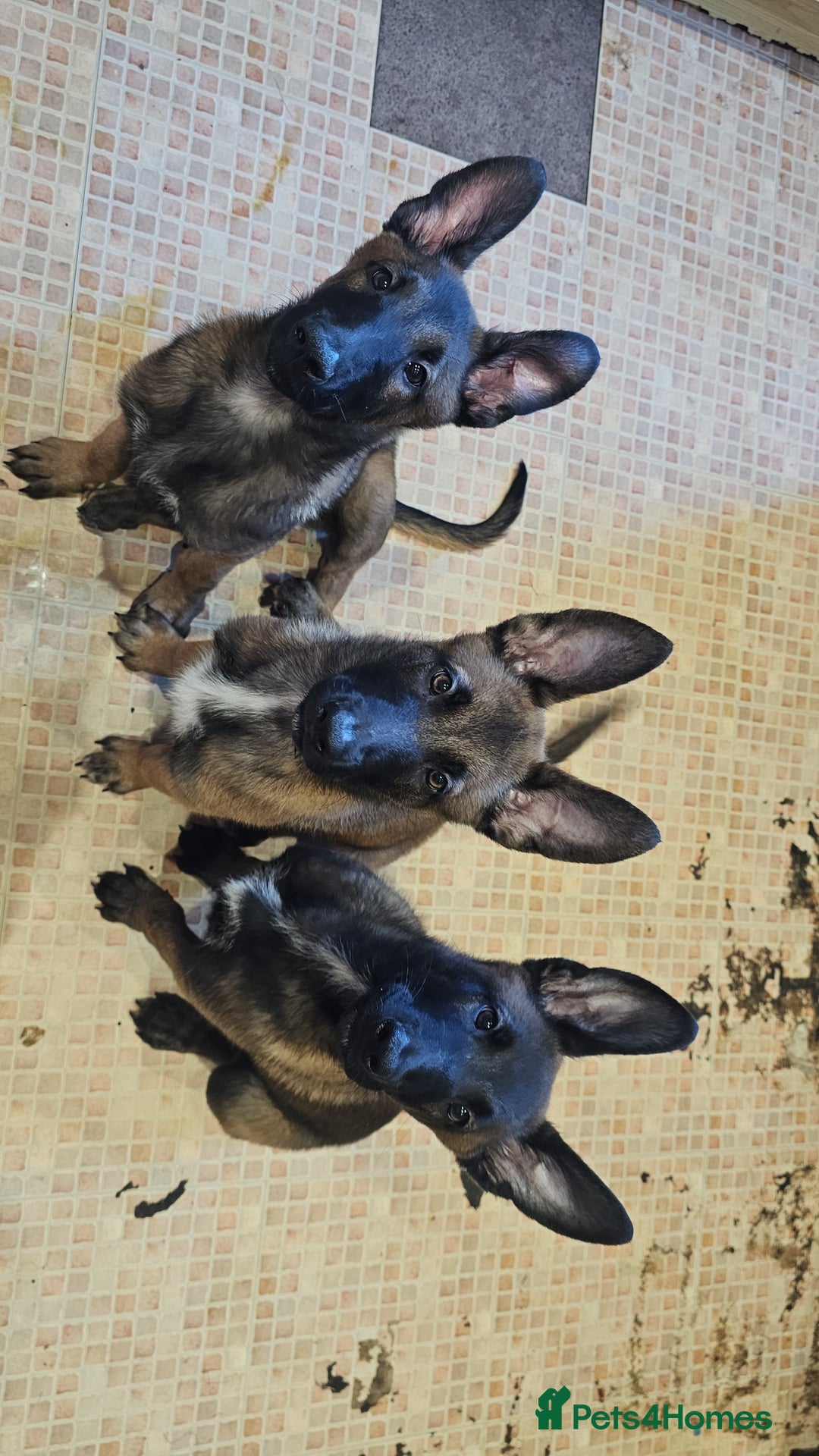 Belgian Shepherd Dog dogs for sale: Full belgium malinois puppies - Image 2